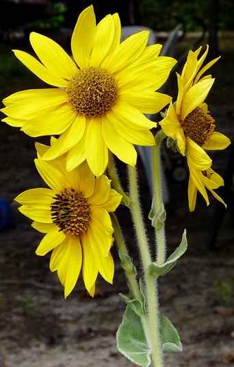 {Helianthus mollis}
